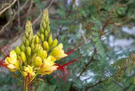 Image result for Erythrostemon gilliesii