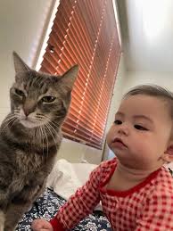 Lost cat in County Park, friendly and scared