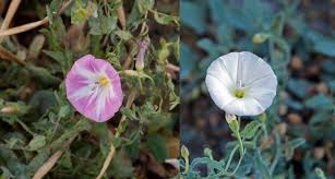 Jun 12, 2020 · vigilance and persistence are the two most useful weapons in your arsenal against bindweed. Https Digitalcommons Usu Edu Cgi Viewcontent Cgi Article 2804 Context Extension Curall
