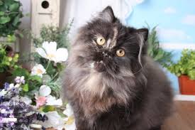 Black And Orange Tortoiseshell Kitten Tortie Kittens For Sale Angora Cats Teacup Cats Cat Facts
