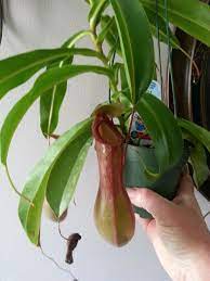How To Grow A Pitcher Plant Carnivorous Plants Care Carnivorous Plants Pitcher Plant Care