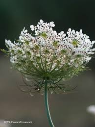 Image result for Daucus carota