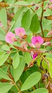 Image result for Tephrosia pumila