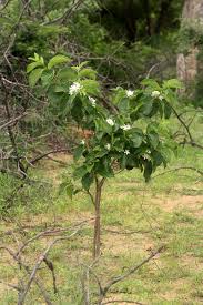 Image result for Holarrhena