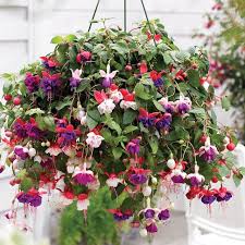 You can use hanging basket plants to decorate the inside of your home, adding variety, color, and dimension to bare walls. Home Decor Home Living Beautiful Hanging Basket Arrangement With Brilliant Shades Of Pink
