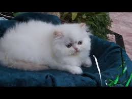 Super cute doll face persian kittens are arriving this july and august. Himalayan Kittens For Sale In Cleveland Ohio 08 2021
