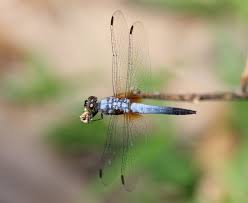 Image result for Brachychloa