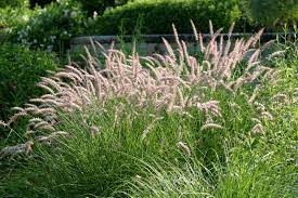 Pennisetum Karley Rose Powell Gardens Splendour In The Grass Ornamental Grasses