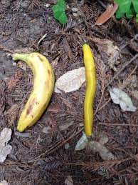 Found A Banana On Our Hike Today Banana Slug For Scale Banana Slugs Invertebrates