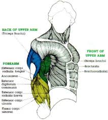 These bulky muscles also give the biceps: Big Bicep Muscle Digram And Large Tricep Muscle Diagram