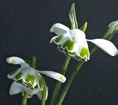 Galanthus Hippolyta In 2021 White Flower Farm Flowers Perennials Deer Resistant Plants
