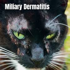 Image result for Feline Miliary Dermatitis