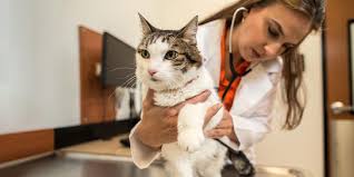 Founded as a veterinary practice in 1955, banfield pet hospital, a subsidiary of the mars corporation, has grown to nearly 1000 hospitals in 42 states, as. Banfield Pet Hospital Linkedin