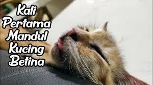 Islam adalah agama yang sempurna dan tidak ada suatu pun dalam kehidupan ini yang tidak disentuh oleh islam. 3 Minggu Selepas Mandul Kucing Betina Youtube