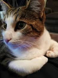 The answer is cute factor. Why Does He Sit This Way Why Is He So Cute Cats