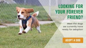 Search nearly 14,000 shelters and rescue groups across north america for the ones nearest you. Home Stokenchurch Dog Rescue