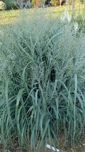 Image result for Panicum inaequilatum