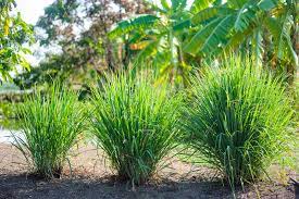 Lemongrass plants (cymbopogon citratus) are prized for their culinary uses, as the lemony flavor stands up to cooking. 10 Reasons To Grow Lemongrass No Matter Where You Live