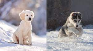This little one has got the best of both. Golden Retriever Vs Siberian Husky Differences And Similarities