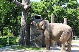 Zoologischer garten karlsruhe | zoos, tiergärten und wildparks in deutschland. Karlsruhe Zoologischer Stadtgarten Karlsruhe Startet Tagesticketverkauf Metropolnews Info