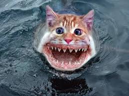 Image result for catfish