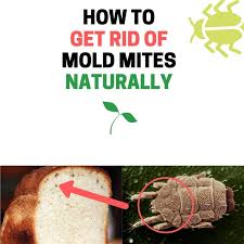 These mites inhabit the human skin, living in the hair follicles. How To Get Rid Of Mold Mites Naturally Flour Cheese Meat Mites Bugwiz