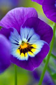 Maybe you would like to learn more about one of these? 15 Best Plants That Bloom In Winter Flowers That Develop In The Cold