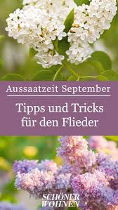 Flieder Pflanzen Schneiden Umpflanzen Flieder Pflanzen Schneiden Umpflanzen In 2020 Lilac Plant Autumn Garden Hydrangea Care
