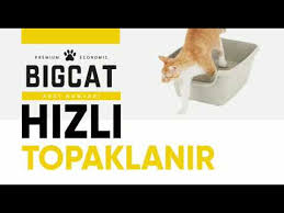Bigcat Dogal Kedi Kumu Youtube