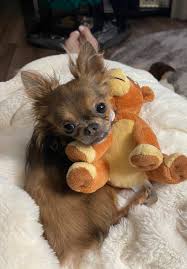 The chihuahua dog is as small as it gets. Uey S Homeraised Puppies