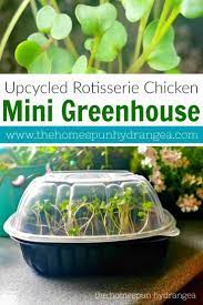Diy Rotisserie Chicken Greenhouse Seed Starter Mini Greenhouse Seed Starter Starting Seeds Indoors Diy
