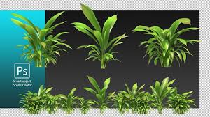 Image result for Molineria