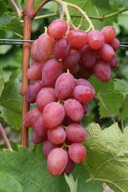 Weinrebe Sorte Arkadia Rozowa Trauben Kernlose Trauben Weinrebe