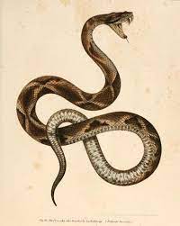 Tumblr M160w7txww1qk931ho1 R1 1280 Jpg Jpeg Afbeelding 1202x1506 Pixels Snake Art Snake Illustration Snake Tattoo