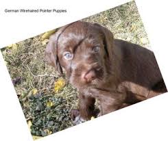 If you selected a specific state, try your search again using a neighboring state or no. German Wirehaired Pointer Pointers For Sale In Tampa Agriseek Com