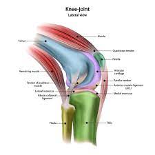 The knee joint is most significantly affected by two major muscle groups: Anatomy Of Knee