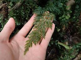 Image result for Vandenboschia gigantea