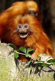 Golden Marmoset Leontopithecus Rosalia A Cute Golden Lion Tamarin Baby Brazil Golden Lion Tamarin Golden Marmoset Monkeys Funny