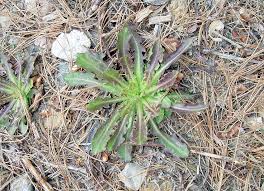 Image result for Lactuca ugandensis