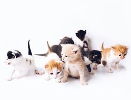 Kittens When Is It Okay To Separate Them From Their Mothers Pleasant Plains Animal Hospital
