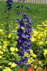 Black Knight Larkspur Delphinium Black Knight In Naperville Aurora Batavia Oswego Chicago Wheaton Illinois Il At The Growing Place