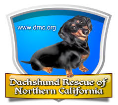 Prices vary due to color.we offer our new family akc reunite microchips. Dachshund Rescue Of Northern California Home Facebook