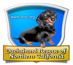 My three children and i are happy you dropped by to see our puppies. Dachshund Rescue Of Northern California Home Facebook