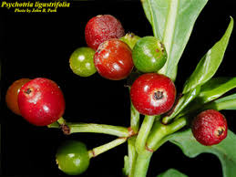 Image result for Landolphia ligustrifolia