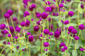 Image result for Gomphrena globosa
