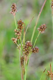 Image result for Luzula