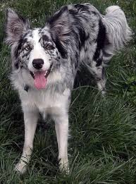 Border Collie Black And Brown Dogs 3 Blue Merle Currently There Are Two Different Genetic Versions Of The Blue Merle The Dog That Border Collie Blue Merle Beautiful Dogs Border Collie Merle