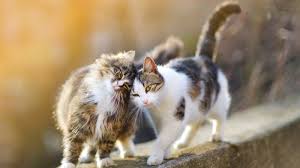‪How to Introduce Cats | Pet Health Advice | Vets4Pets‬‏