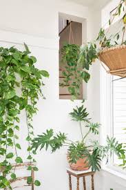 Maybe you would like to learn more about one of these? 7 Favorite Houseplants That Love An East Facing Window