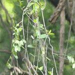 Image result for Secamone alpini